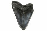 Bargain, Fossil Megalodon Tooth - South Carolina #175936-2